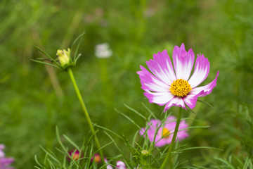 Cosmos flowers