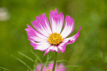 Cosmos flowers