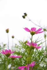 Cosmos flowers