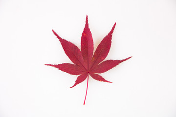Autumn Maple Leafs
