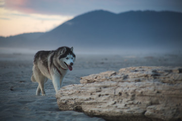 Husky On Beach © Robb