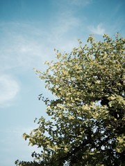 Tree and sky background