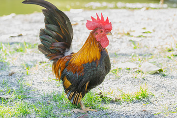 close up portrait of bantam chicken isolated on white background. Beautiful colorful cock