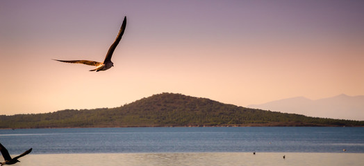 Fototapeta na wymiar Seagull flying in sunset over the sea
