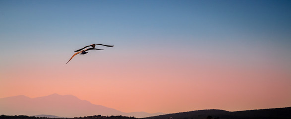Seagull  flying in sunset over the sea