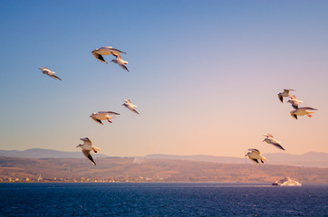 Fototapeta na wymiar Seagull flying in sunset over the sea