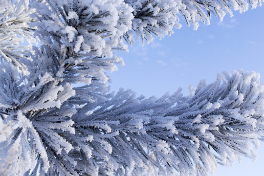 winter pine branch