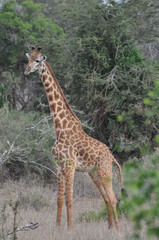 giraffa 
