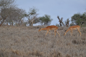 impala kenya