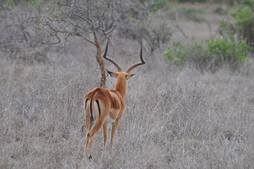 impala back kenya