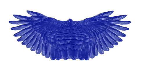Fototapeta premium blue wing of bird on white background
