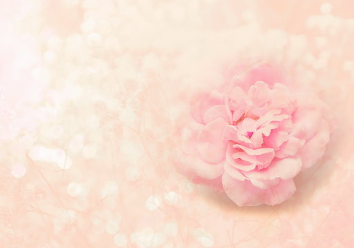 single pink rose flower on soft pink background for valentine or