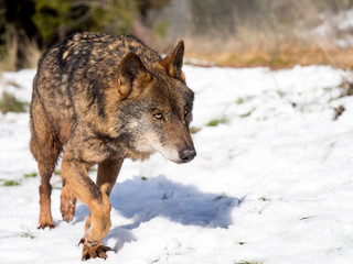 Male iberian wolf (Canis lupus signatus) running in the snow