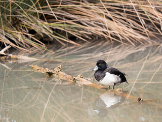 Male tufted duck (Aythya fuligula) in the river bank