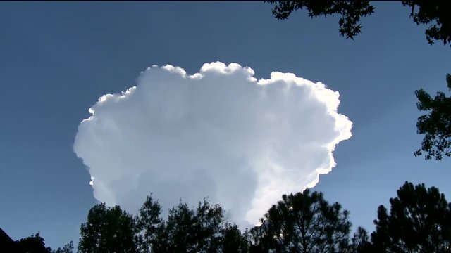 Classic Thunderstorm Anvil Cloud Grows Above Forest Trees