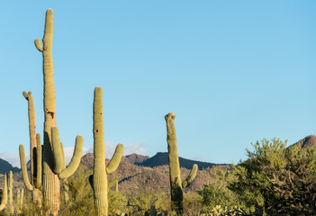 Crested Saguaro in National Park West Tucson