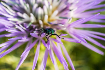 Fotografia Macro al Fiore di Cardo e Ape, Bombo, Ragno, Coleottero, Coccinella