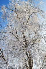 winter birch