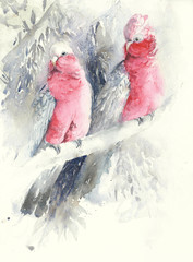 Birds watercolor painting illustration  handmade parrots galah 