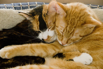 cats and kittens snuggling with each other