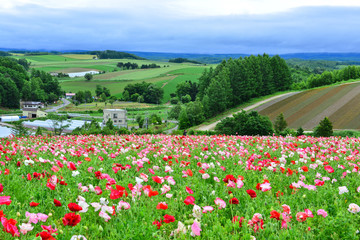 북해도 비에이 꽃밭