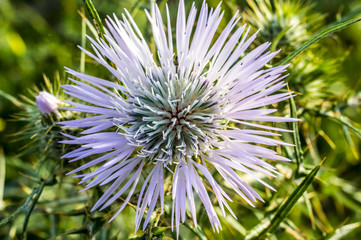 Fotografia Macro al Fiore di Cardo e Ape, Bombo, Ragno, Coleottero, Coccinella