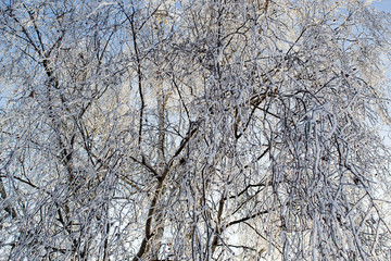 Obraz premium Winter birch branches