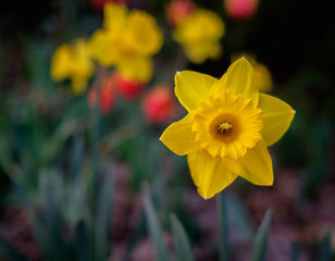 Daffodil