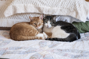 cats and kittens snuggling with each other