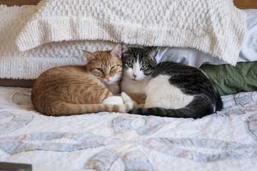 cats and kittens snuggling with each other