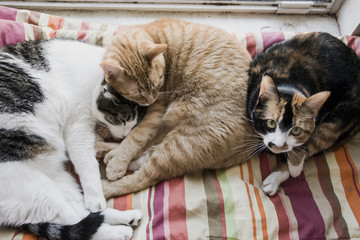 cats and kittens snuggling with each other