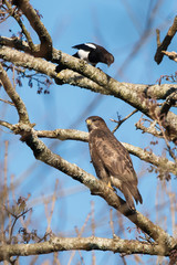Common Buzzard and Magpie