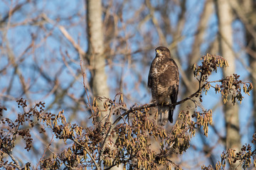 Common Buzzard, Buteo buteo