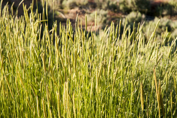 wild grass