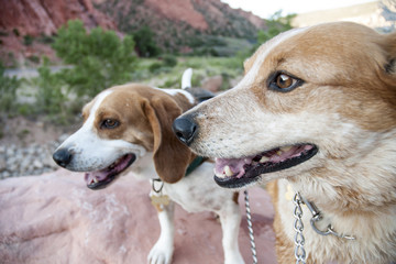 beagle and healer