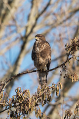 Common Buzzard, Buteo buteo