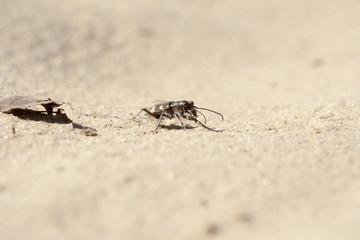 Sandlaufkäfer