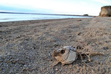 Fish skeleton washed up on lake beach 