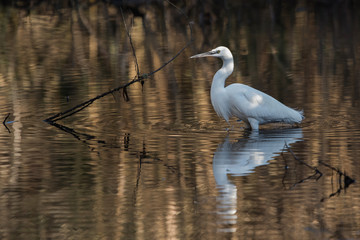 Fototapeta premium Little Egret, Heron, Egretta Garzetta