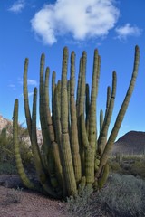 Organ Pipe Cactus