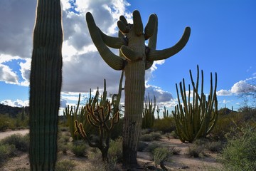 Cacti