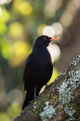 Blackbird, Turdus merula