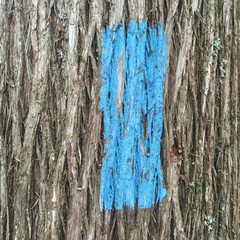 Obraz premium Hiking trail direction blaze mark