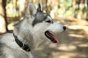 Cute husky on walk in forest