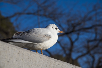 カモメ