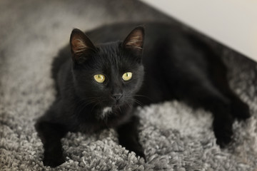 Cute black cat lying on carpet at home