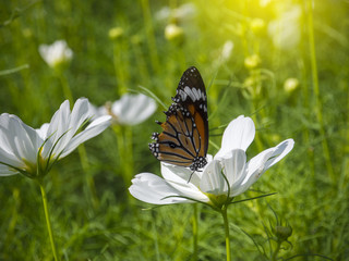 Butterfly on Cosmos white flowers.
