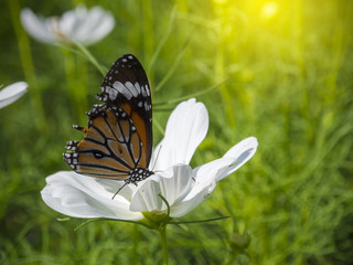 Butterfly on Cosmos white flowers.
