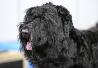 Close up view of cute black dog on blurred background