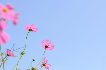 cosmos flower pink color bloom in garden,beuatyful daisy and blu